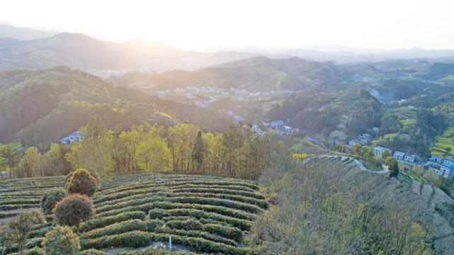 中峰航拍茶園