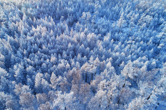 航拍大興安嶺雪林