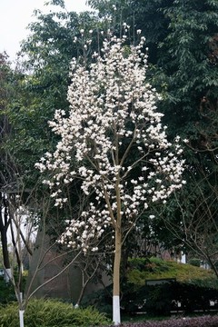 玉蘭花樹