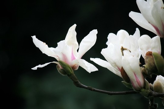 玉蘭花