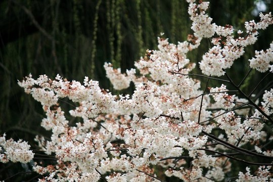 櫻花