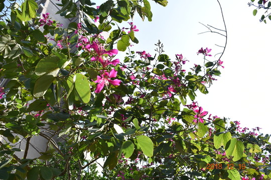 花叢