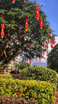 掛滿紅燈籠的樹(shù)