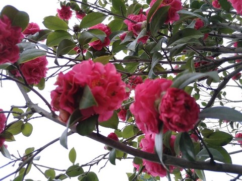 山茶花