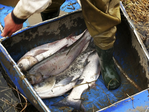 漁船捕魚