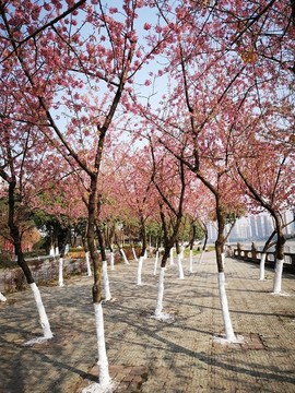 櫻花樹