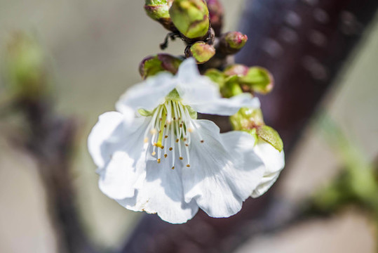 櫻桃花開(kāi)春意濃