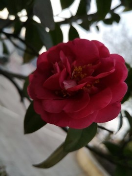 茶花