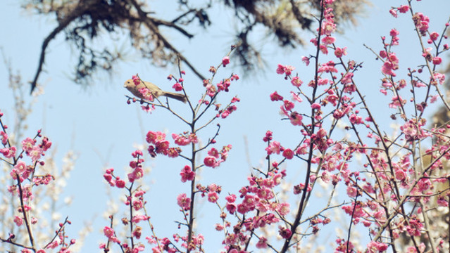 梅花山