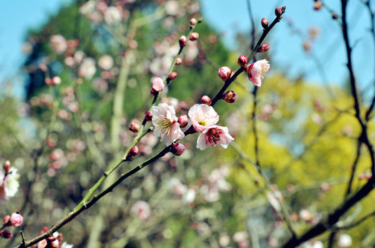 南京梅花山國(guó)際梅花節(jié)
