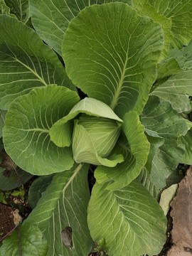 包菜