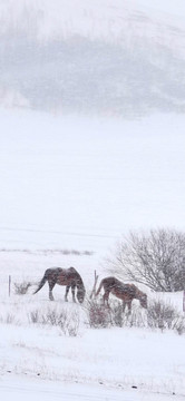 風(fēng)雪駿馬