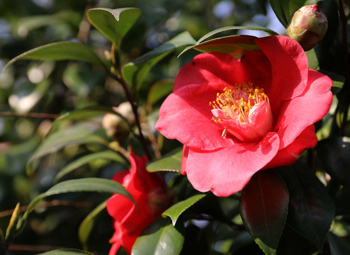 欲說(shuō)還休的山茶花