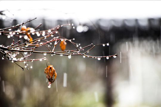 雪中枯樹