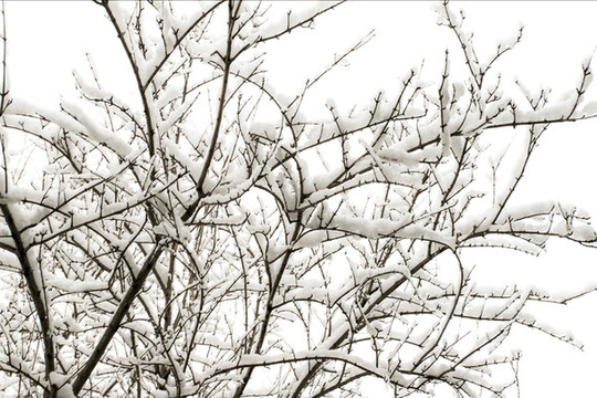 雪后的樹枝