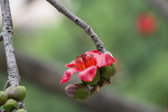 木棉花開