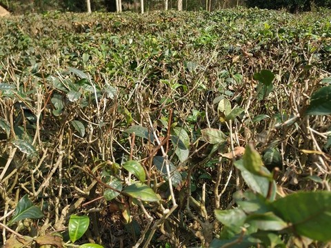 茶樹