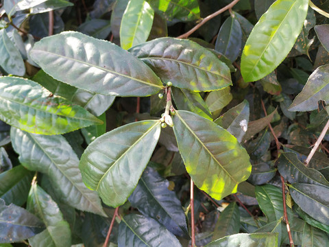 茶葉