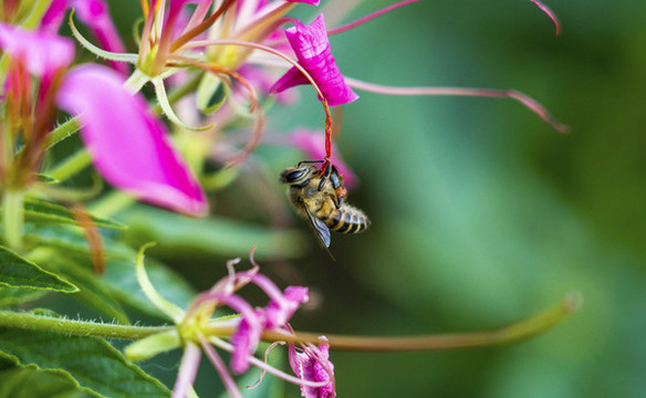 采蜜的小蜜蜂
