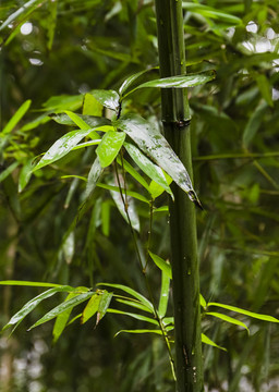 細雨潤竹葉