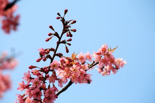 櫻花