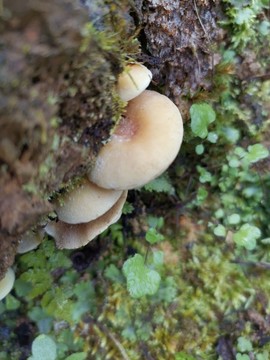 野蘑菇