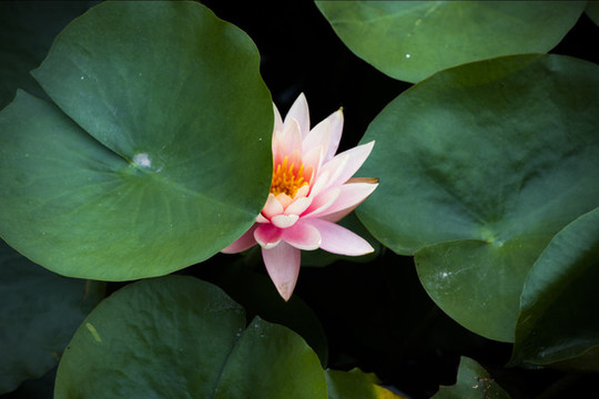 蓮花