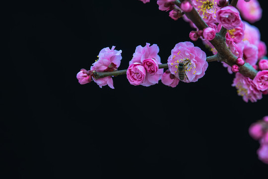 一支梅花