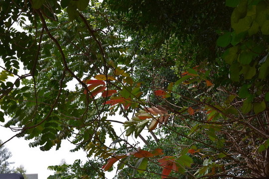 樹(shù)葉