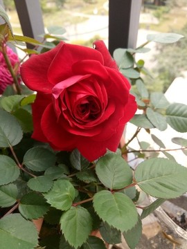 玫瑰花