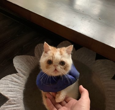 貓咪