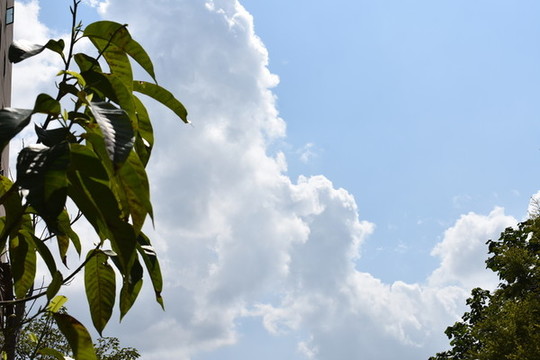 天空樹(shù)葉