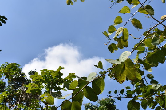 天空樹葉