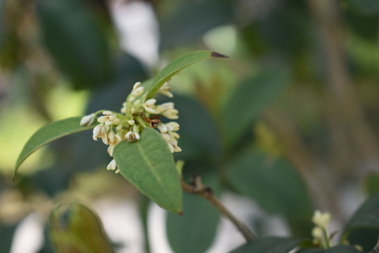 桂花