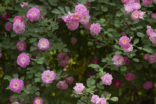 薔薇花