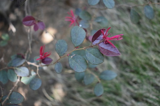 小紅花