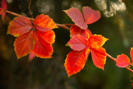 秋天紅葉地錦