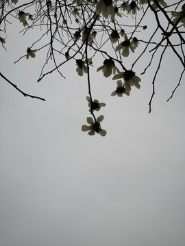 玉蘭花