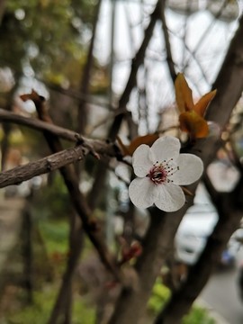櫻花