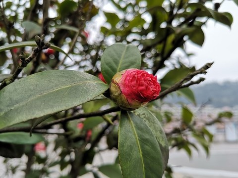 山茶花