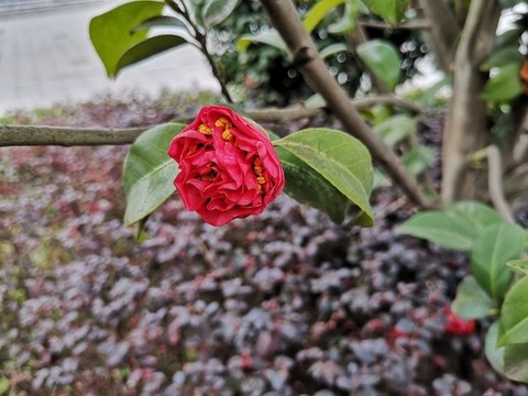 山茶花
