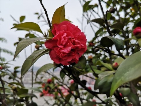 山茶花