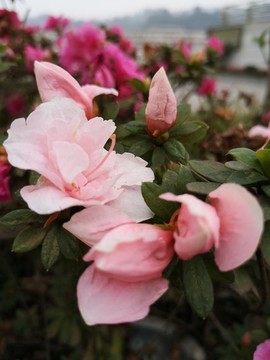 杜鵑花
