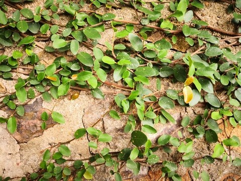 植物墻