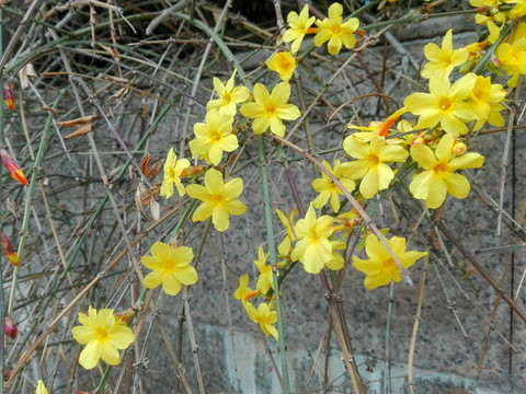 迎春花