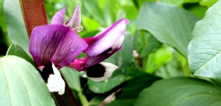 蠶豆花