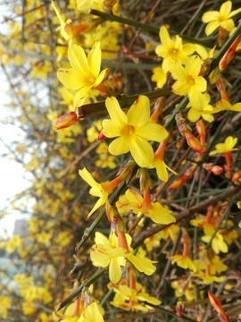 迎春花