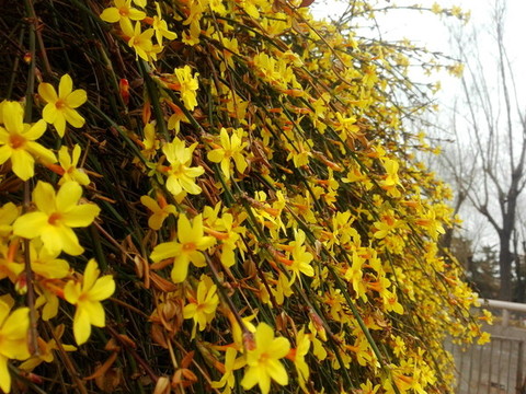 迎春花
