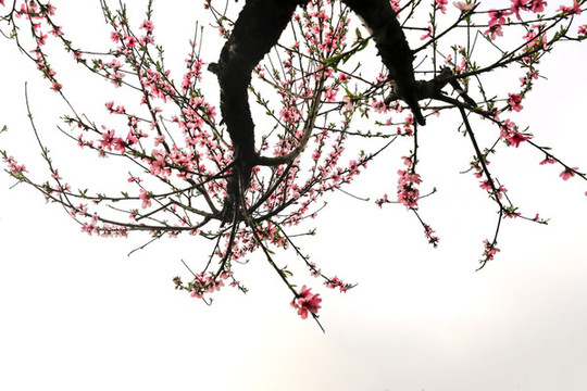 桃花朵朵開