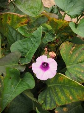 番薯花